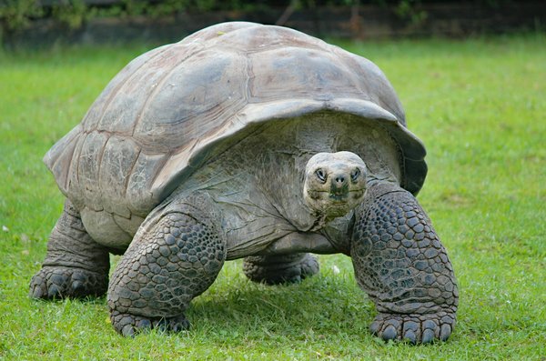 Comment choisir une croisière qui propose des excursions pour observer les tortues géantes des Galápagos?