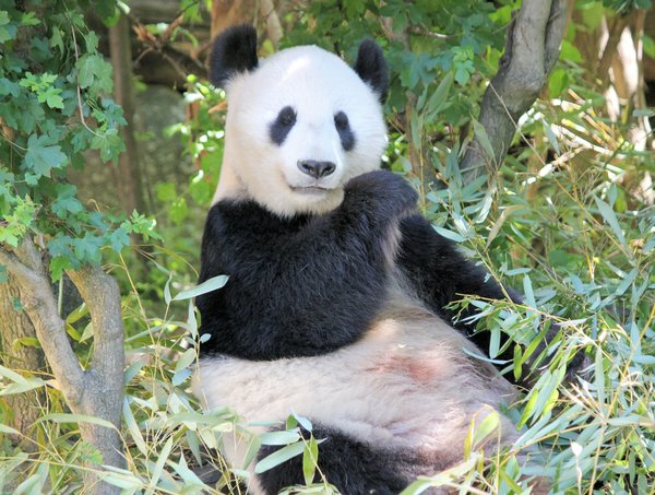 Quels sont les meilleurs spots pour observer les pandas géants dans les réserves naturelles de Chine : parcs et périodes conseillées ?